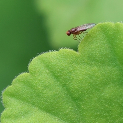 Lauxaniidae (family) (Unidentified lauxaniid fly) at Wodonga, VIC - 17 Nov 2022 by KylieWaldon