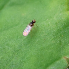 Lauxaniidae (family) at Wodonga, VIC - 17 Nov 2022 02:32 PM