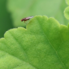 Lauxaniidae (family) at Wodonga, VIC - 17 Nov 2022