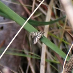Scoparia spelaea (a Crambid moth) at Aranda Bushland - 17 Nov 2022 by CathB