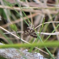 Scoparia spelaea at Aranda, ACT - 17 Nov 2022