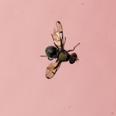 Pogonortalis doclea (Boatman fly) at Wodonga, VIC - 17 Nov 2022 by KylieWaldon