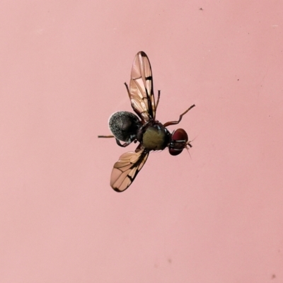 Pogonortalis doclea (Boatman fly) at Wodonga - 17 Nov 2022 by KylieWaldon