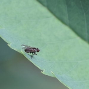 Muscidae (family) at Wodonga, VIC - 17 Nov 2022 02:35 PM