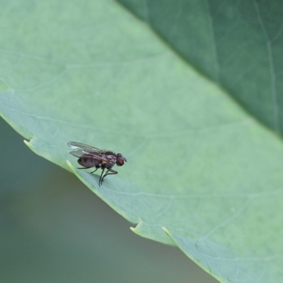 Muscidae (family) (Unidentified muscid fly) at Wodonga, VIC - 17 Nov 2022 by KylieWaldon