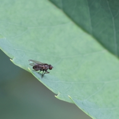 Unidentified True fly (Diptera) at Wodonga, VIC - 17 Nov 2022 by KylieWaldon