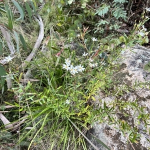 Olearia erubescens at Booth, ACT - 19 Nov 2022 09:56 AM