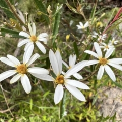 Olearia erubescens at Booth, ACT - 19 Nov 2022 09:56 AM