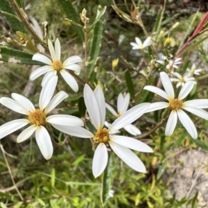 Olearia erubescens at Booth, ACT - 19 Nov 2022