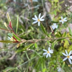 Olearia erubescens at Booth, ACT - 19 Nov 2022 09:56 AM