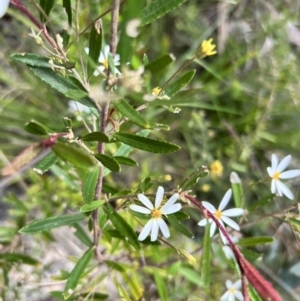 Olearia erubescens at Booth, ACT - 19 Nov 2022 09:56 AM