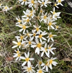 Olearia erubescens (Silky Daisybush) at Booth, ACT - 19 Nov 2022 by JimL