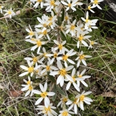 Olearia erubescens (Silky Daisybush) at Booth, ACT - 18 Nov 2022 by JimL