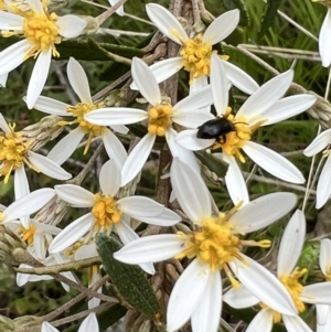 Olearia erubescens at Booth, ACT - 19 Nov 2022