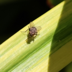 Calliphoridae (family) (Unidentified blowfly) at Wodonga, VIC - 18 Nov 2022 by KylieWaldon