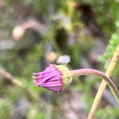 Brachyscome spathulata (Coarse Daisy, Spoon-leaved Daisy) at Booth, ACT - 19 Nov 2022 by JimL