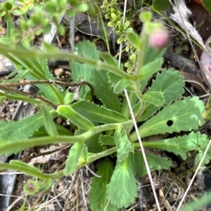 Brachyscome spathulata at Booth, ACT - 19 Nov 2022