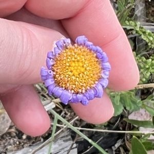 Brachyscome spathulata at Booth, ACT - 19 Nov 2022