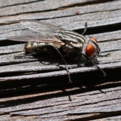 Sarcophaga sp. (genus) (Flesh fly) at Wodonga, VIC - 20 Nov 2022 by KylieWaldon