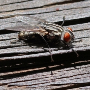 Sarcophaga sp. (genus) at Wodonga, VIC - 20 Nov 2022 10:44 AM
