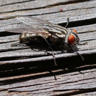 Sarcophaga sp. (genus) (Flesh fly) at Wodonga, VIC - 19 Nov 2022 by KylieWaldon