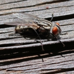 Sarcophaga sp. (genus) (Flesh fly) at Wodonga, VIC - 19 Nov 2022 by KylieWaldon