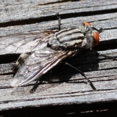 Sarcophaga sp. (genus) at Wodonga, VIC - 20 Nov 2022