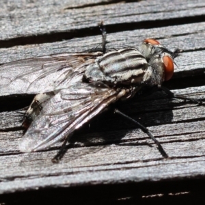 Sarcophaga sp. (genus) at Wodonga, VIC - 20 Nov 2022