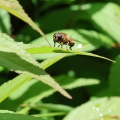 Unidentified True fly (Diptera) at Wodonga - 19 Nov 2022 by KylieWaldon