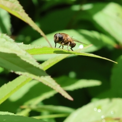 Bombyliidae (family) (Unidentified Bee fly) at Wodonga, VIC - 20 Nov 2022 by KylieWaldon