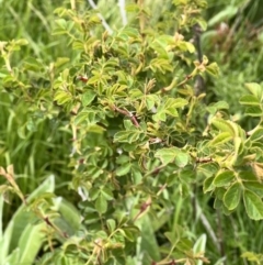 Rosa rubiginosa at Rendezvous Creek, ACT - 19 Nov 2022