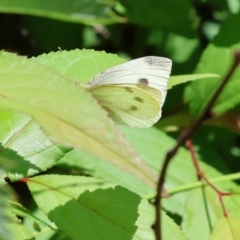 Pieris rapae (Cabbage White) at Wodonga, VIC - 20 Nov 2022 by KylieWaldon