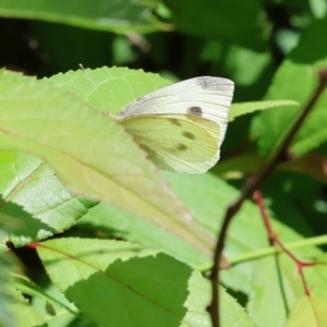 Pieris rapae at Wodonga, VIC - 20 Nov 2022 10:47 AM