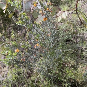 Mirbelia oxylobioides at Rendezvous Creek, ACT - 19 Nov 2022
