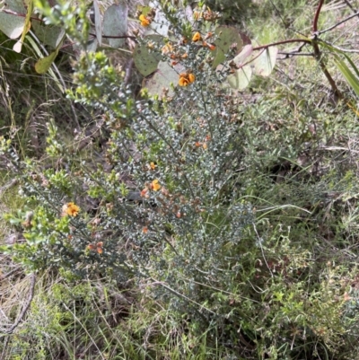 Mirbelia oxylobioides (Mountain Mirbelia) at Rendezvous Creek, ACT - 18 Nov 2022 by JimL