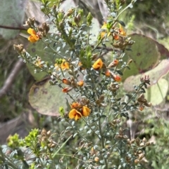 Mirbelia oxylobioides at Rendezvous Creek, ACT - 19 Nov 2022