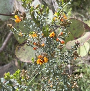 Mirbelia oxylobioides at Rendezvous Creek, ACT - 19 Nov 2022 09:36 AM