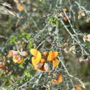 Mirbelia oxylobioides at Rendezvous Creek, ACT - 19 Nov 2022