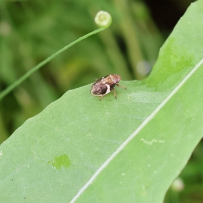 Eurymelinae (subfamily) (Unidentified eurymeline leafhopper) at Wodonga, VIC - 20 Nov 2022 by KylieWaldon