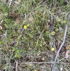 Gompholobium huegelii (pale wedge–pea) at Booth, ACT - 19 Nov 2022 by JimL