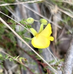 Gompholobium huegelii at Booth, ACT - 19 Nov 2022