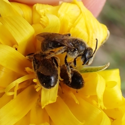 Lasioglossum (Chilalictus) lanarium (Halictid bee) at Mount Painter - 9 Oct 2022 by CathB