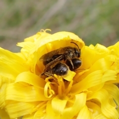 Lasioglossum (Chilalictus) lanarium at Cook, ACT - 9 Oct 2022