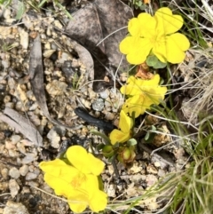 Hibbertia obtusifolia (Grey Guinea-flower) at Booth, ACT - 19 Nov 2022 by JimL