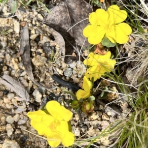 Hibbertia obtusifolia at Booth, ACT - 19 Nov 2022 09:44 AM