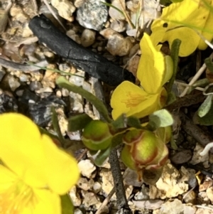Hibbertia obtusifolia at Booth, ACT - 19 Nov 2022