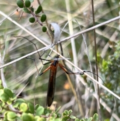 Harpobittacus sp. (genus) (Hangingfly) at Booth, ACT - 19 Nov 2022 by JimL