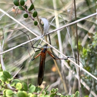 Harpobittacus sp. (genus) (Hangingfly) at Booth, ACT - 18 Nov 2022 by JimL