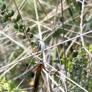 Harpobittacus sp. (genus) at Booth, ACT - 19 Nov 2022 09:46 AM