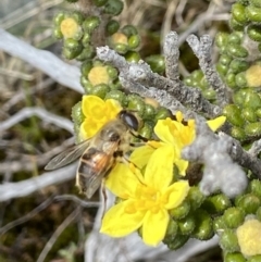 Eristalis tenax (Drone fly) at Namadgi National Park - 19 Nov 2022 by AJB